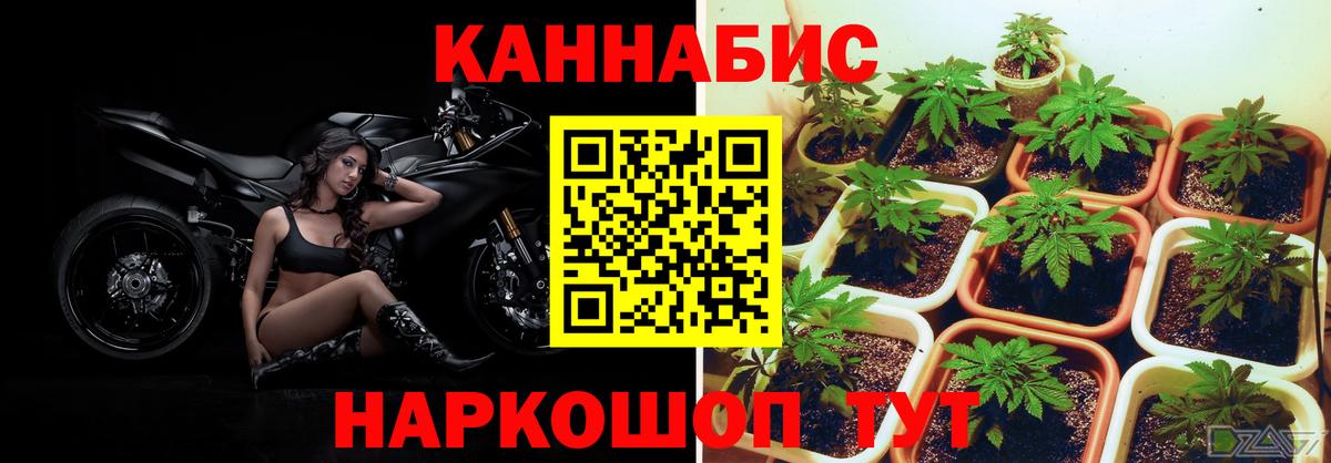 Бошки марихуана сатива Иваново
